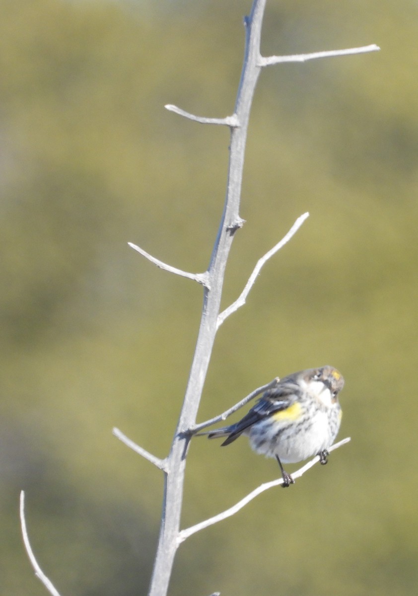 Yellow-rumped Warbler - Ted Purcell