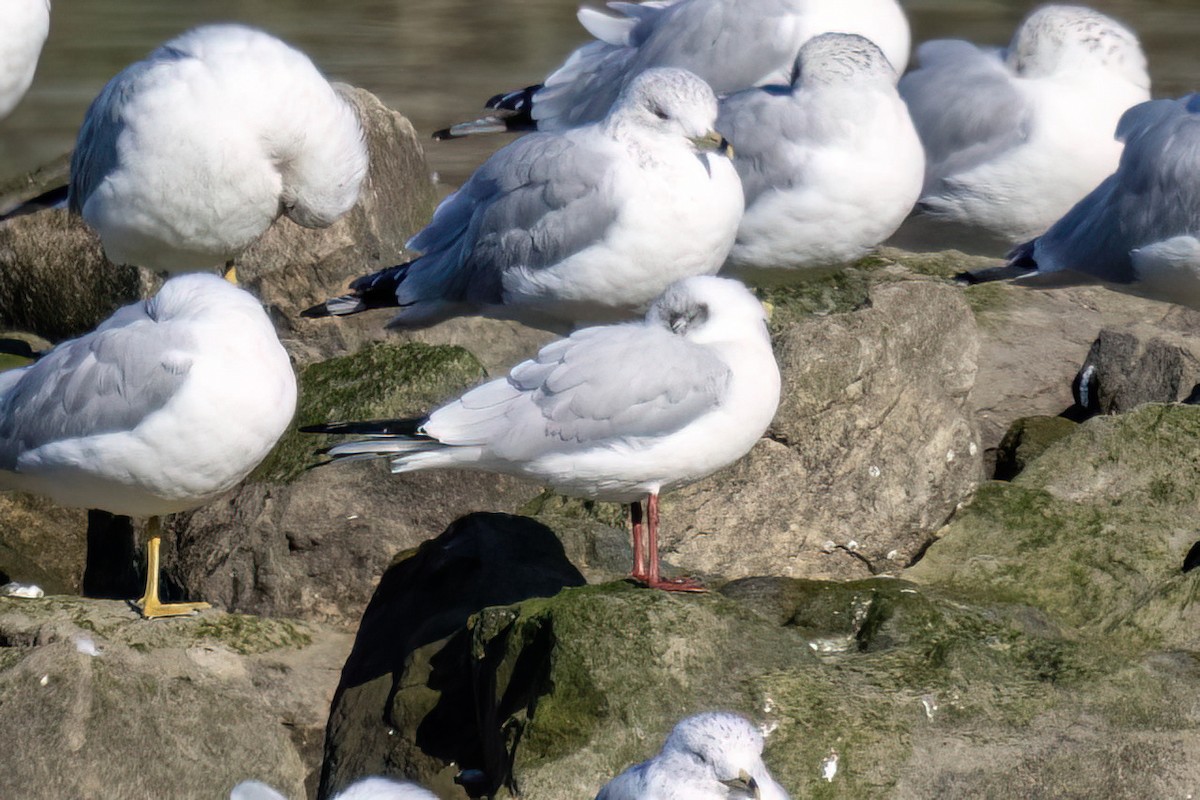 Black-headed Gull - ML615105460