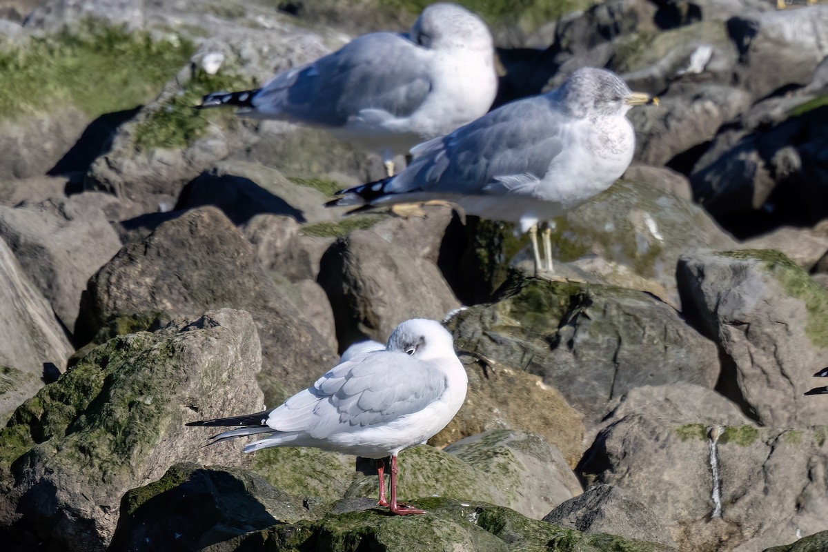 Mouette rieuse - ML615105461