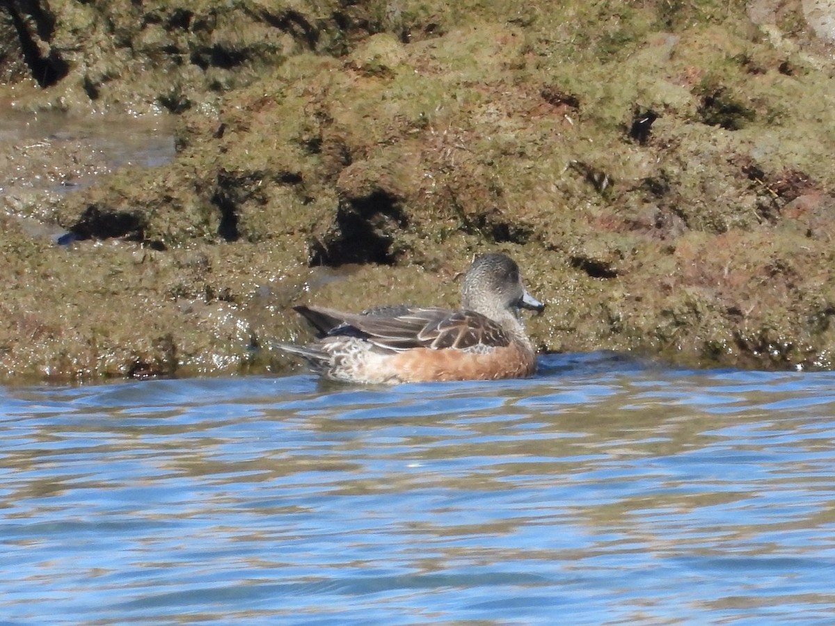 American Wigeon - ML615105602