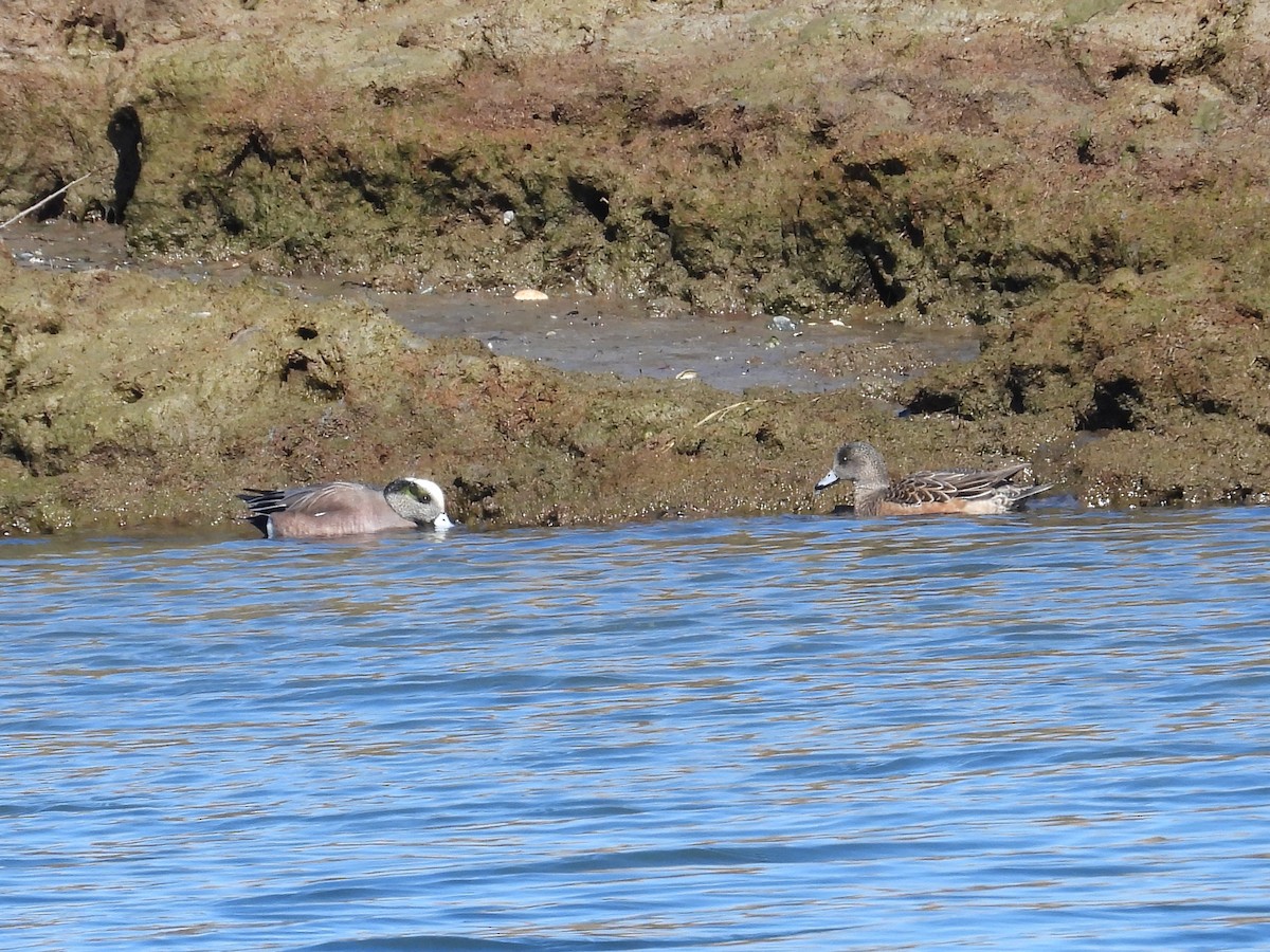 American Wigeon - ML615105603