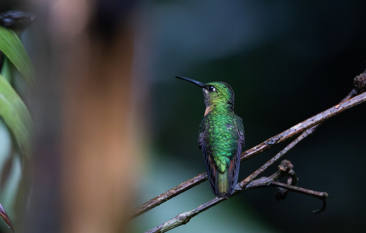 kolibřík zelenoprsý (ssp. schreibersii) - ML615105630