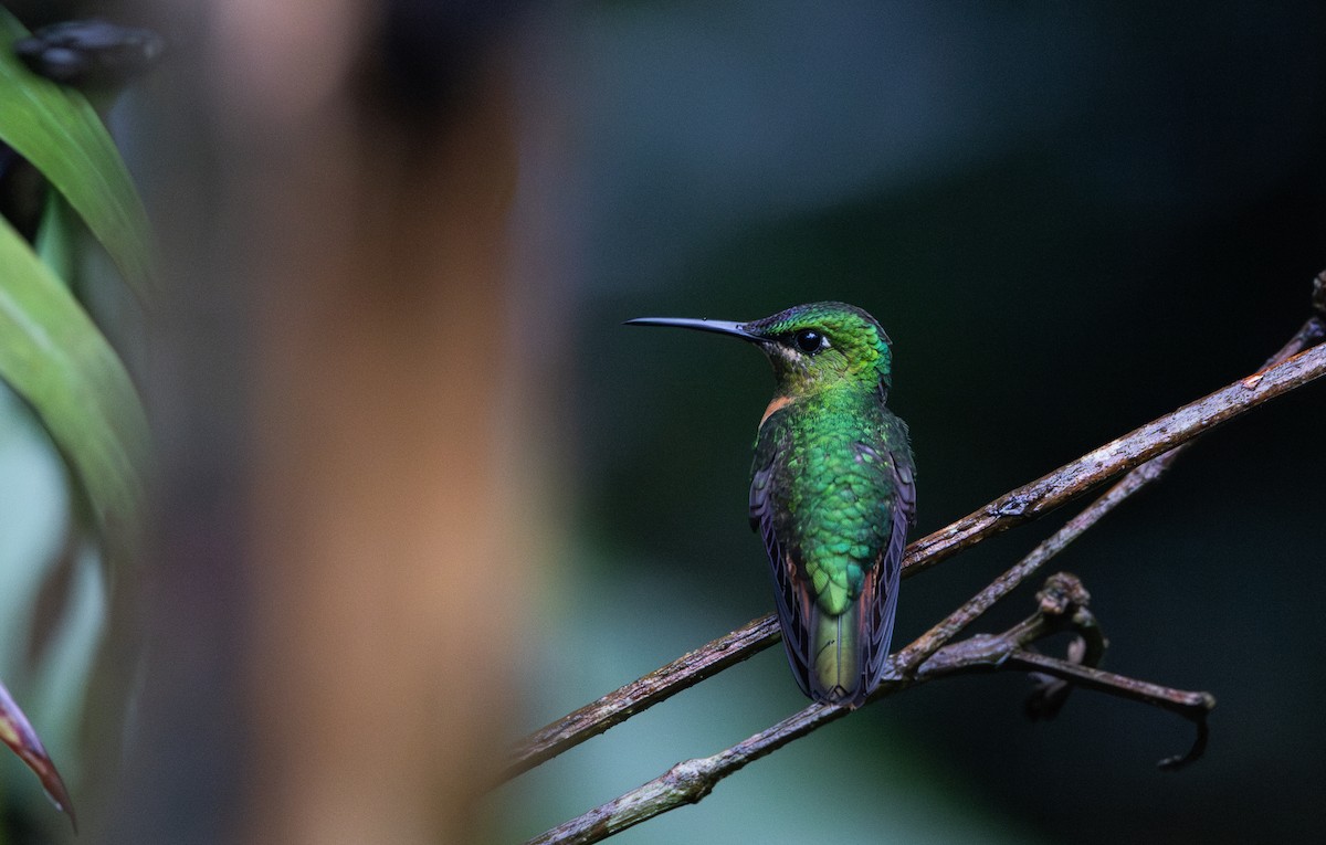 kolibřík zelenoprsý (ssp. schreibersii) - ML615105631