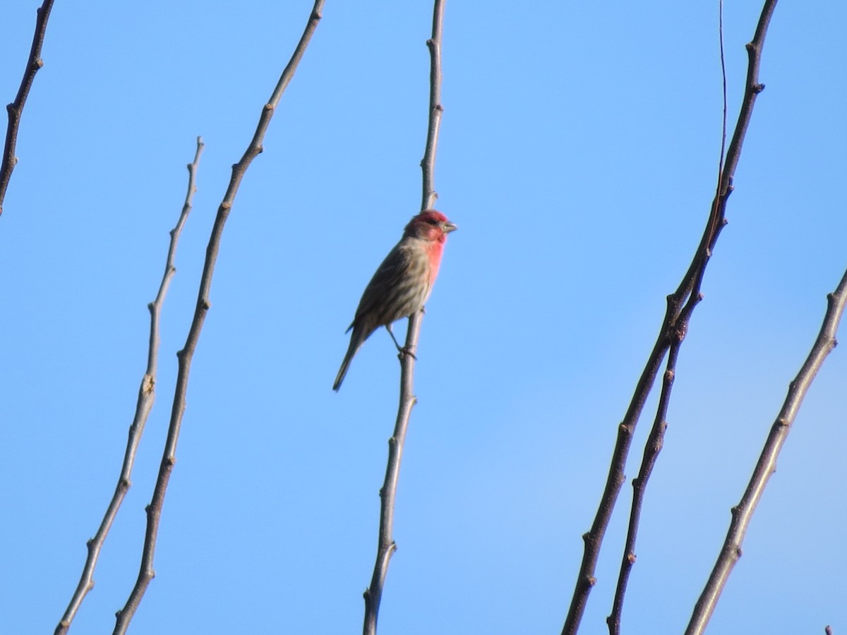 House Finch - ML615105655