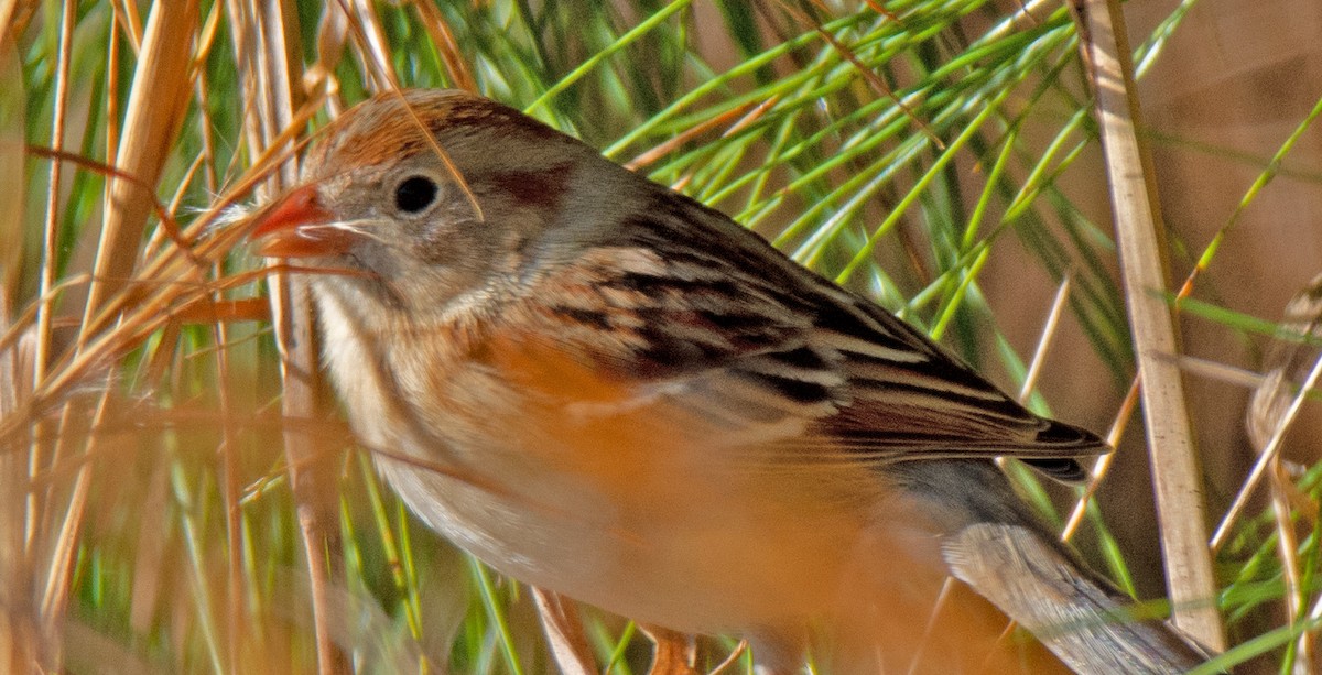 Field Sparrow - ML615105670