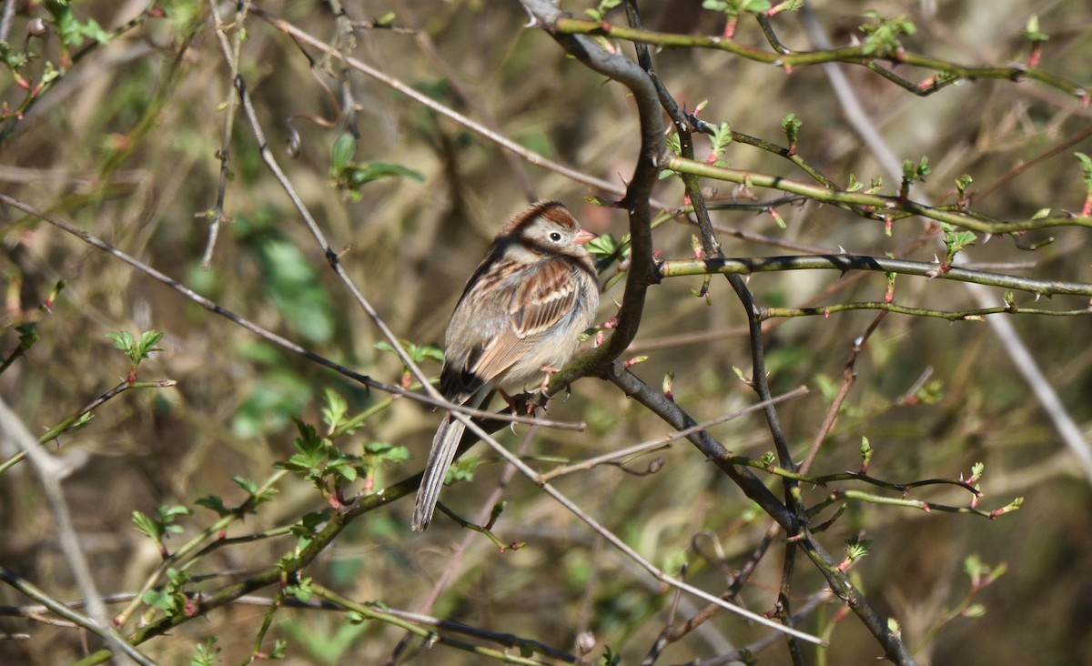 Field Sparrow - ML615105671