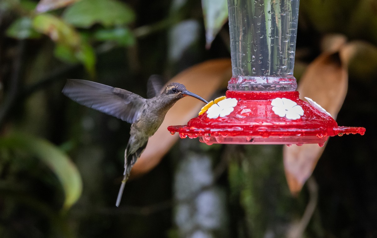 Great-billed Hermit - Jay McGowan