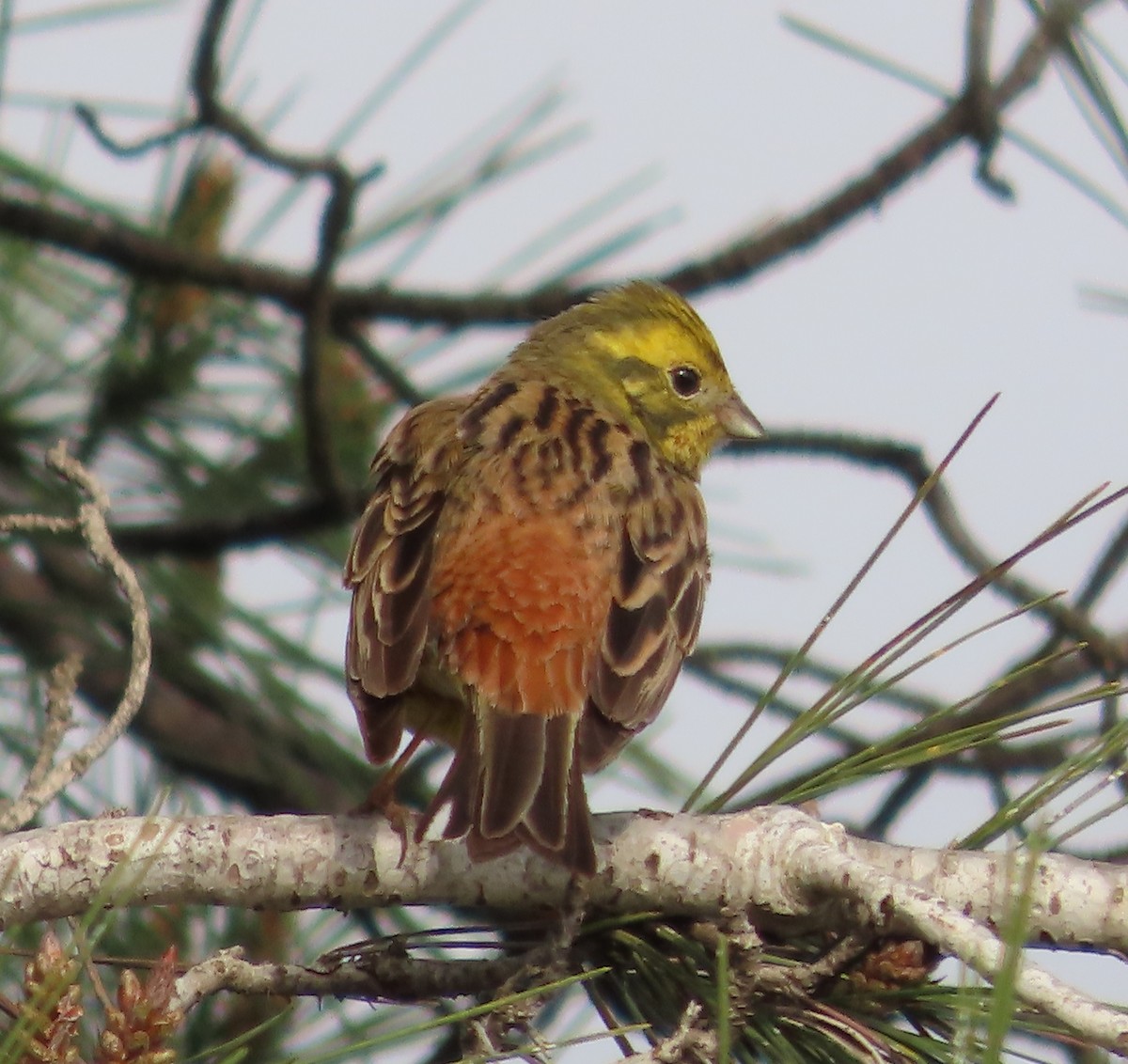 Yellowhammer - ML615105700