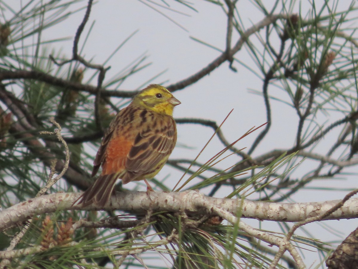 Yellowhammer - ML615105701