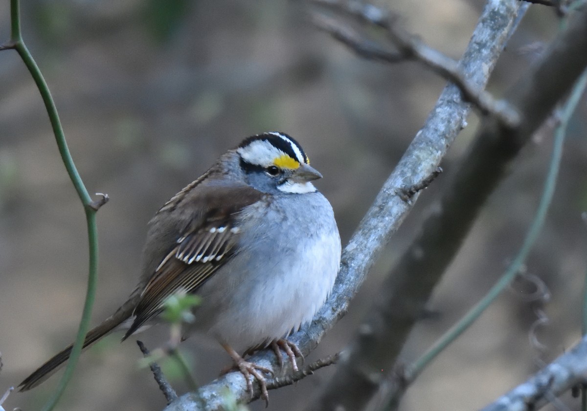 White-throated Sparrow - ML615105702