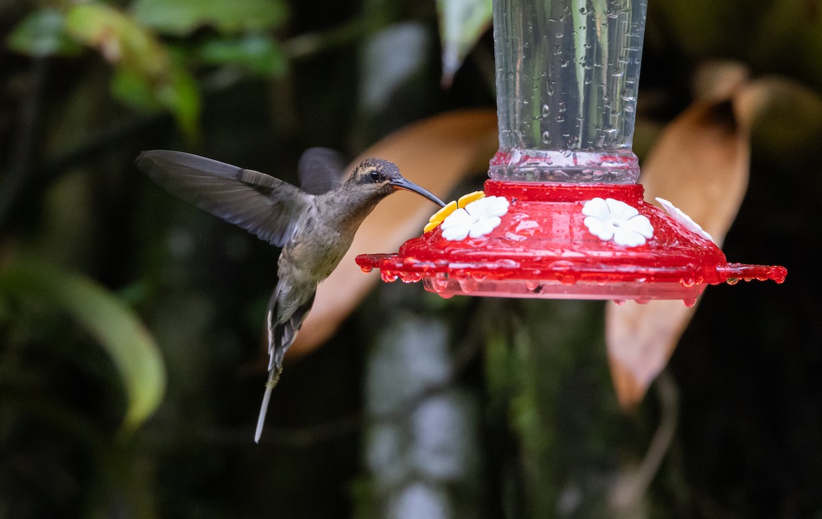 Great-billed Hermit - ML615105703