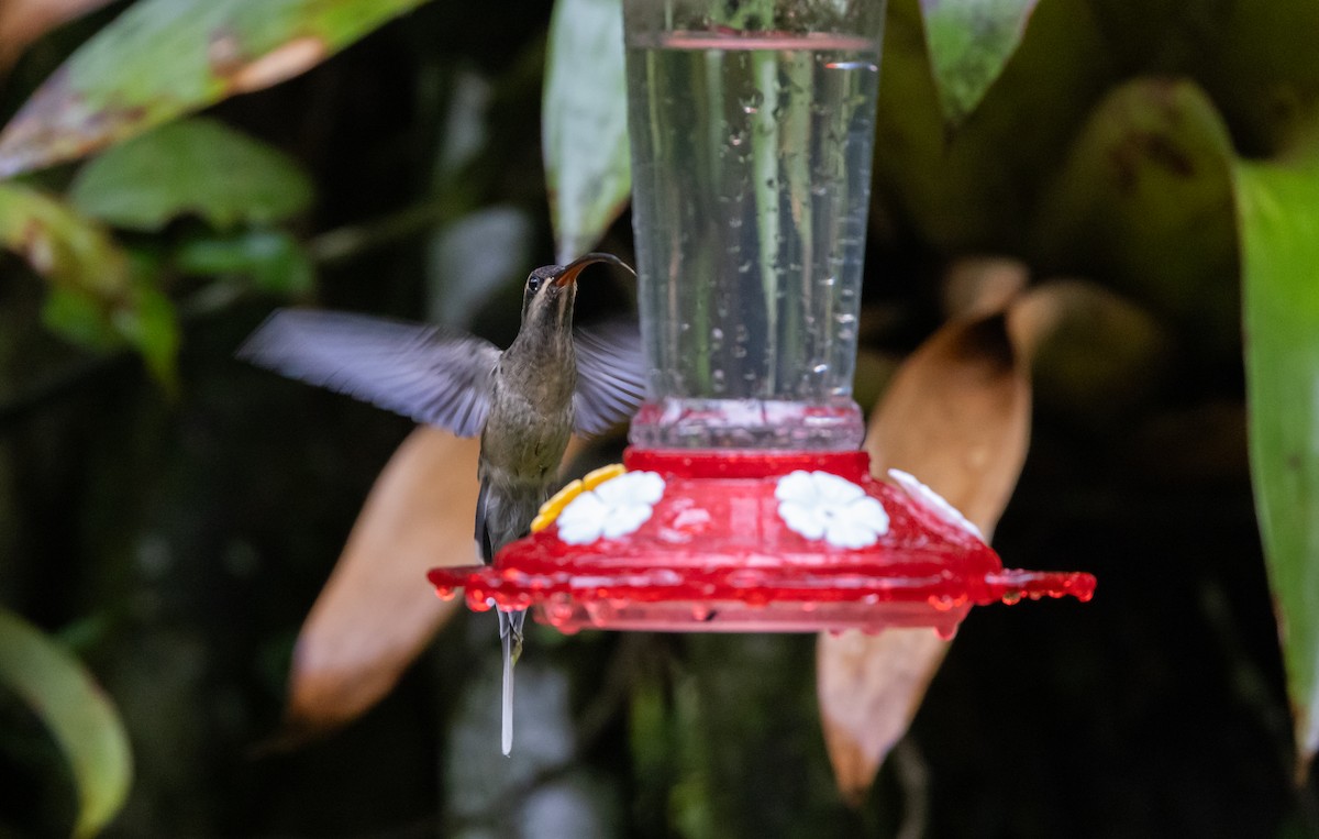 Great-billed Hermit - ML615105704