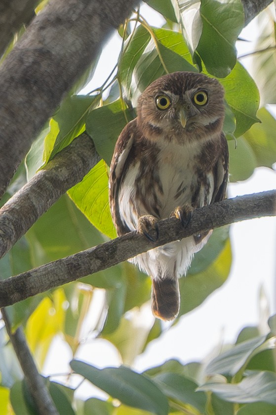 Ferruginous Pygmy-Owl - Peter Andrews