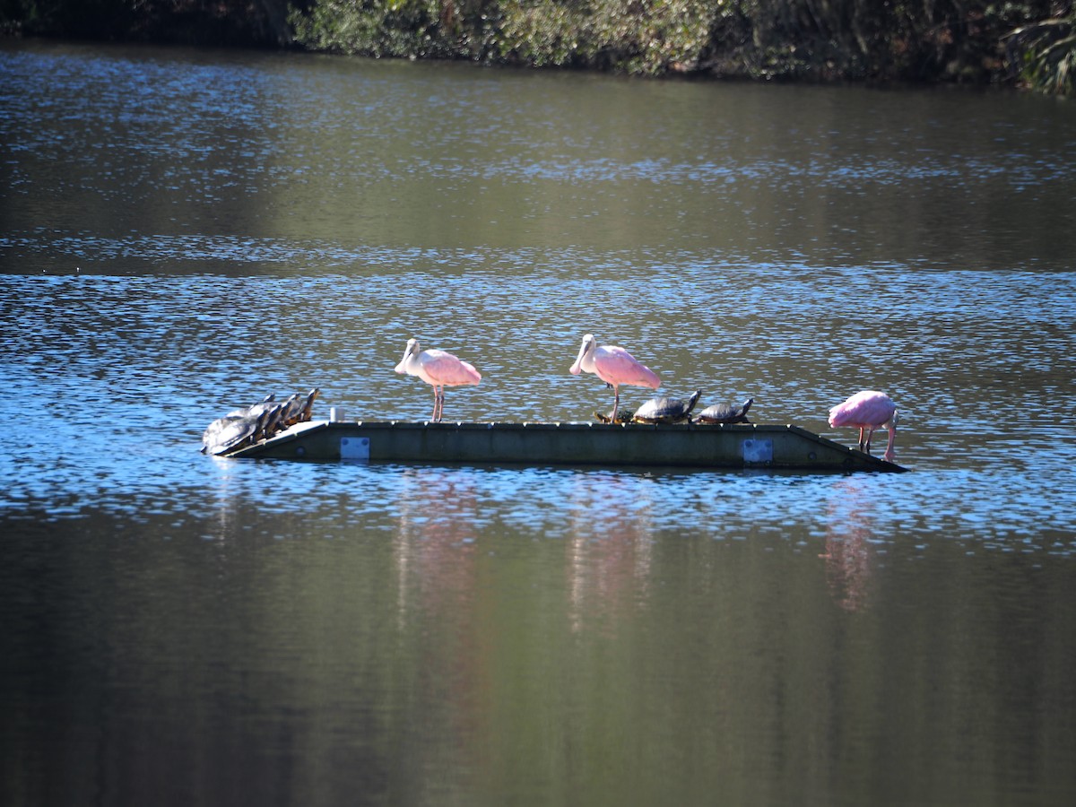 Roseate Spoonbill - ML615105732