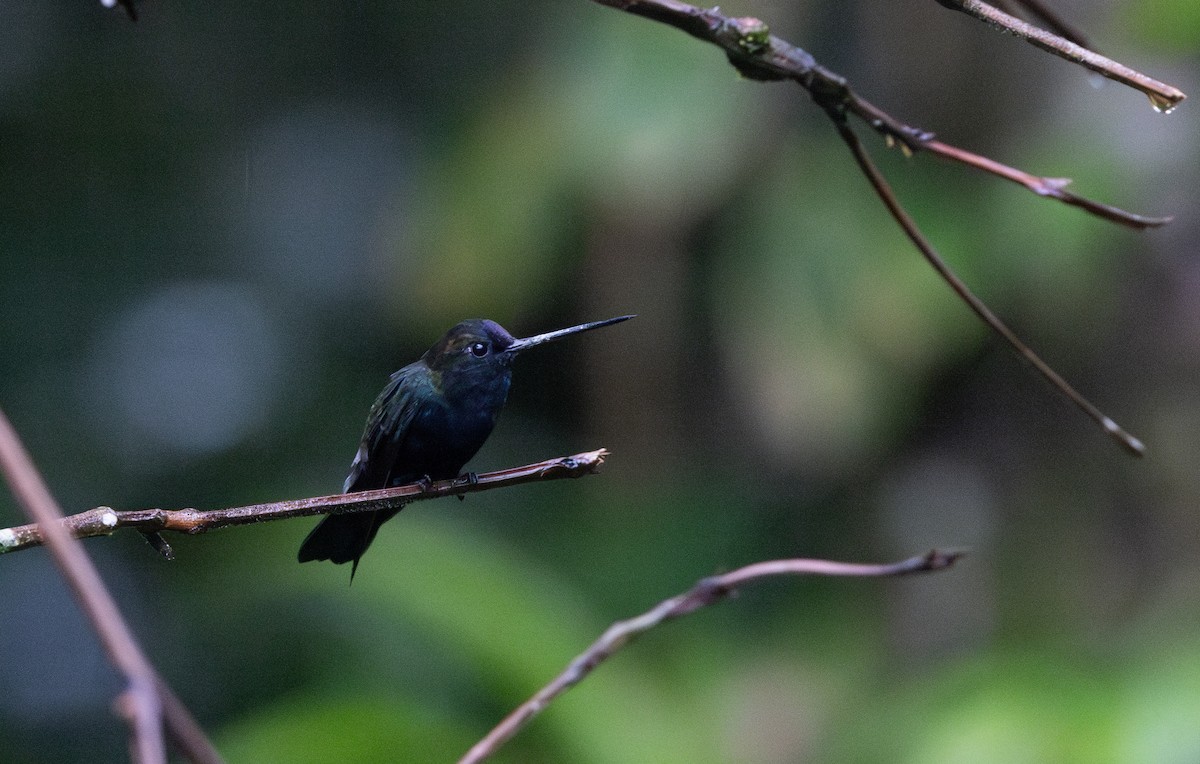 Blue-fronted Lancebill - ML615105743