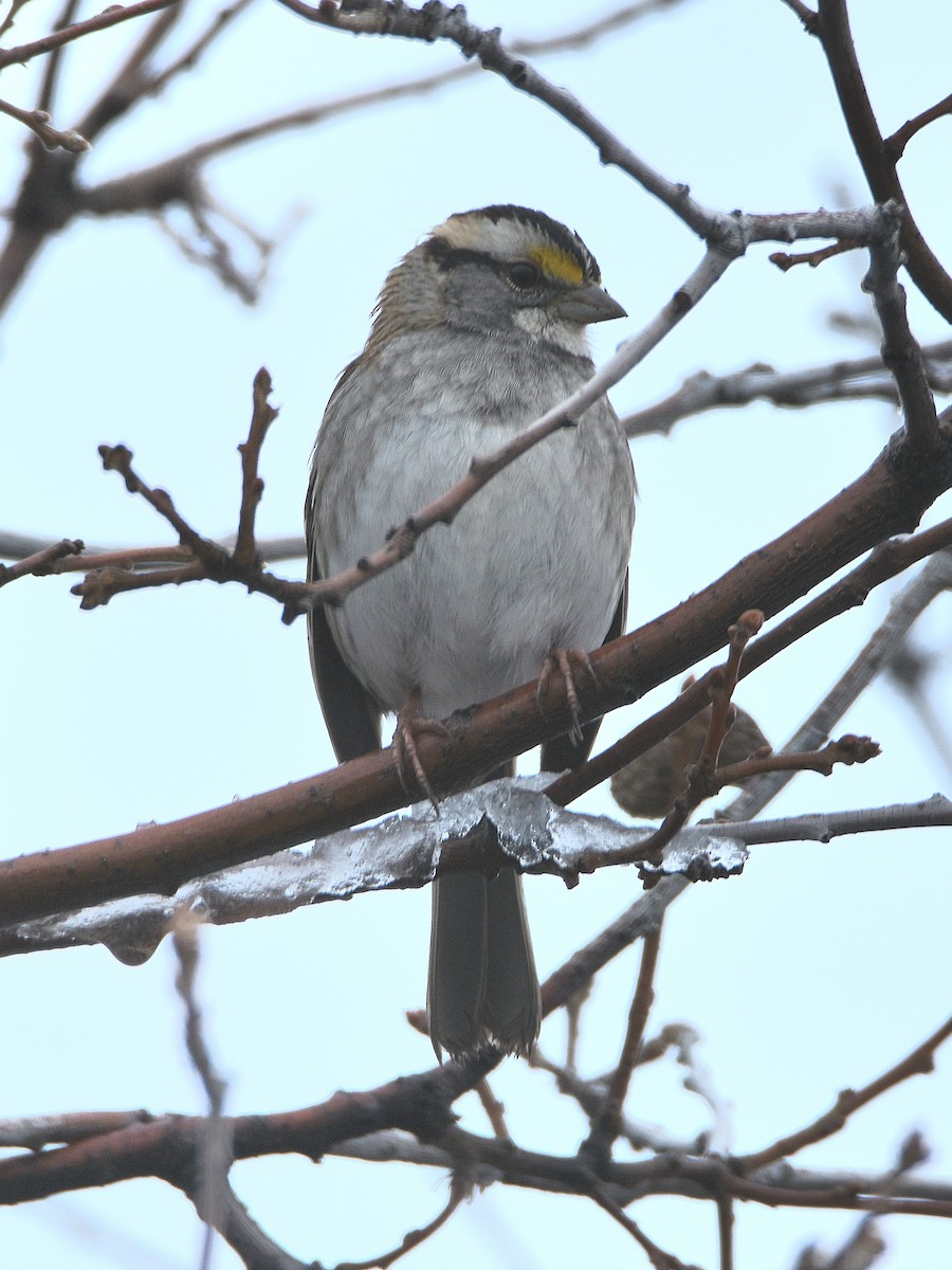 White-throated Sparrow - ML615105767