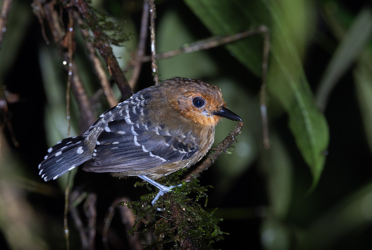 Common Scale-backed Antbird (Buff-breasted) - Jay McGowan