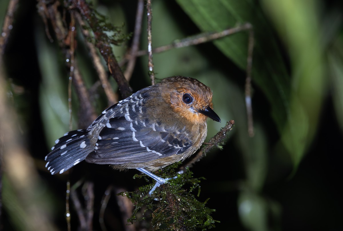 Common Scale-backed Antbird (Buff-breasted) - ML615105783