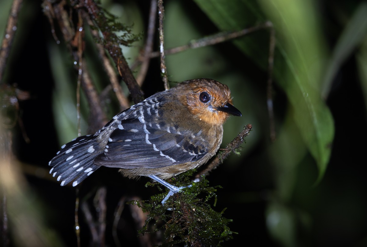 Common Scale-backed Antbird (Buff-breasted) - ML615105785