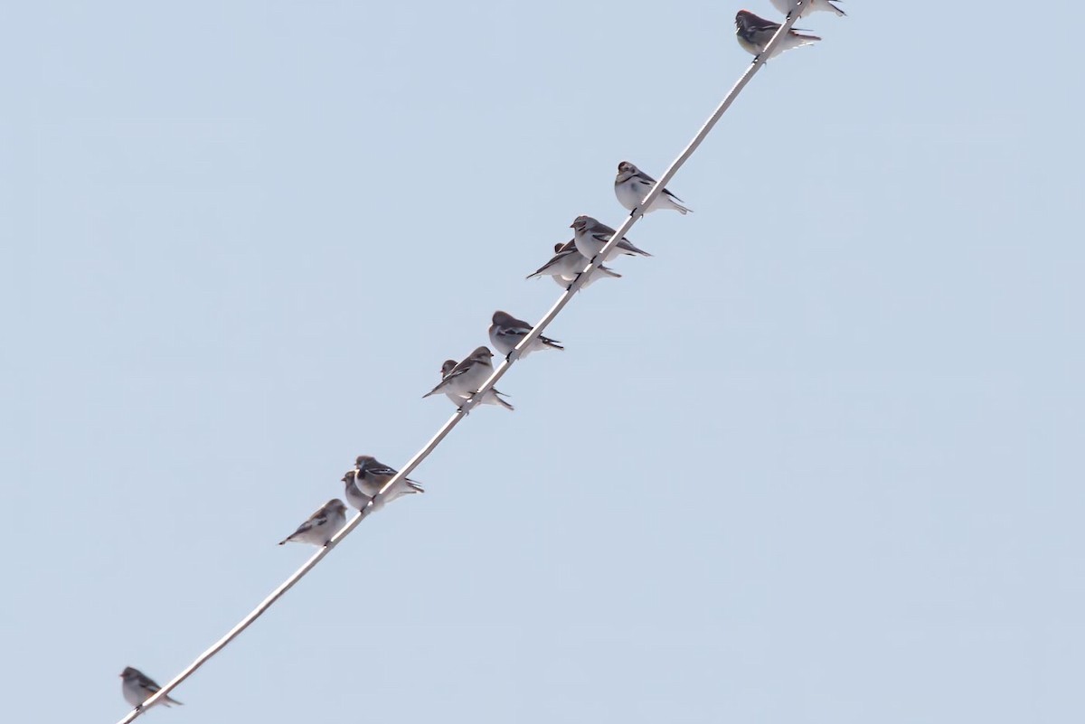 Snow Bunting - Janis Grant