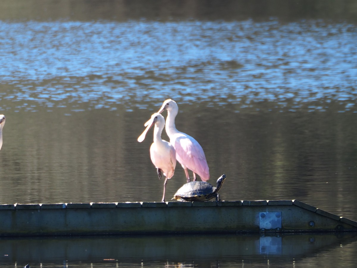 Roseate Spoonbill - ML615105810