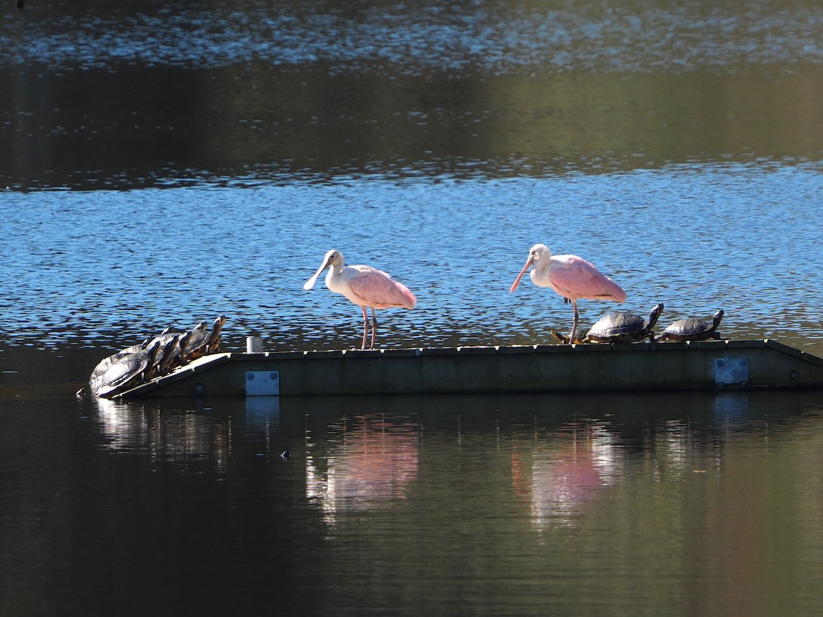 Roseate Spoonbill - ML615105811