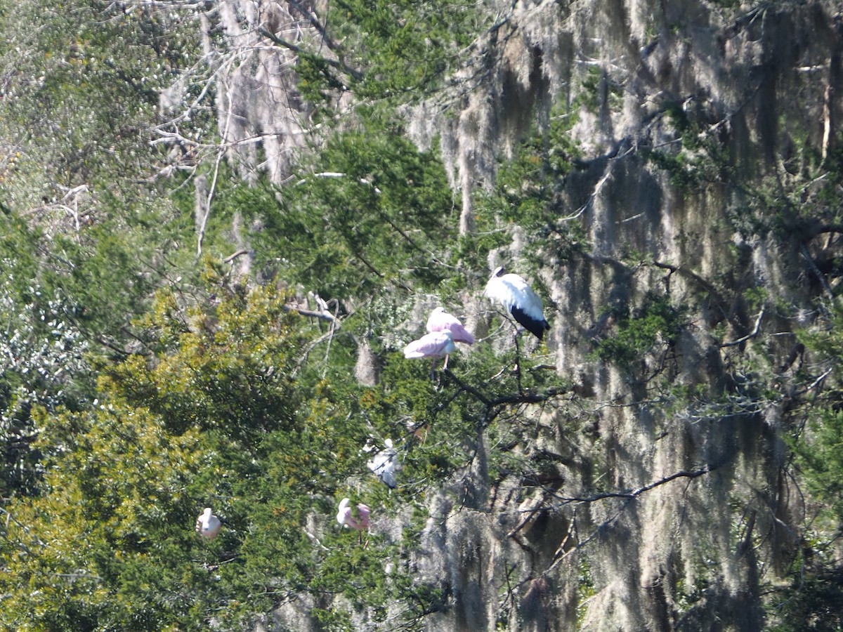 Roseate Spoonbill - ML615105812