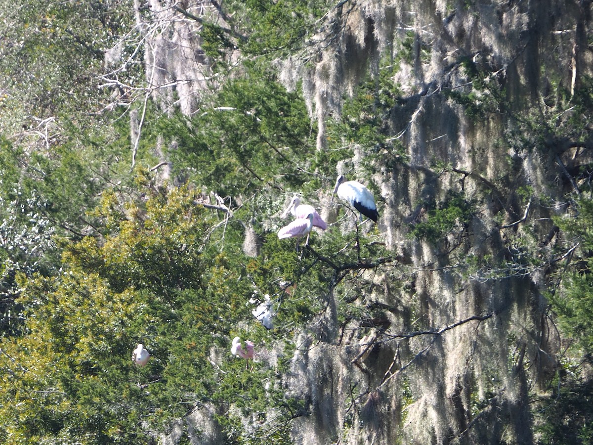 Wood Stork - ML615105821