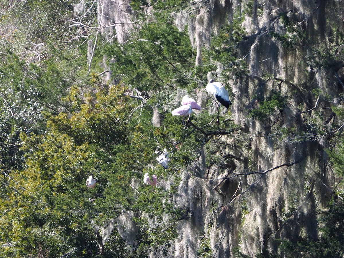 Wood Stork - ML615105822