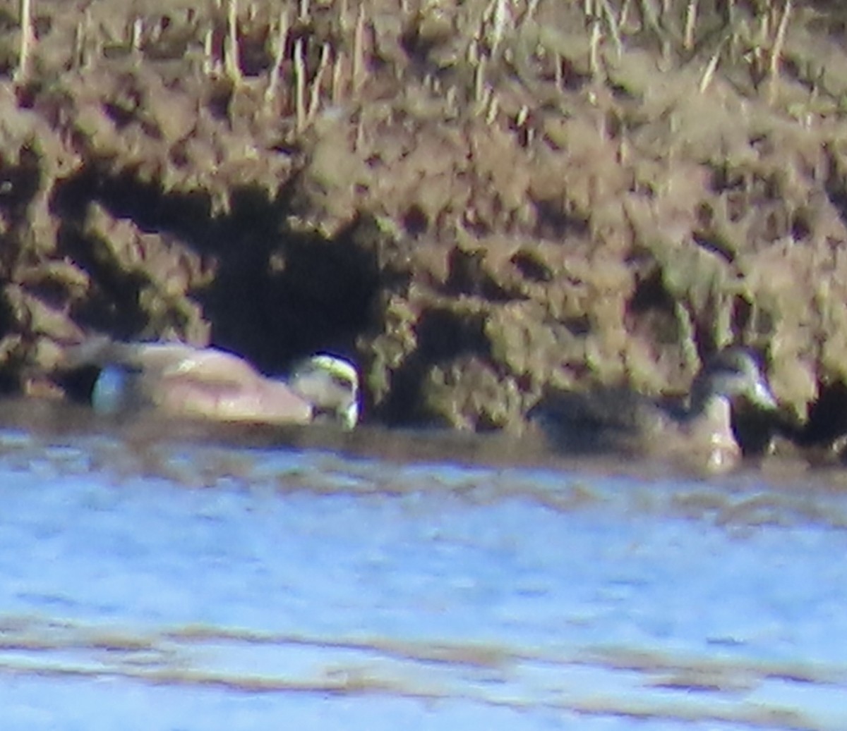 American Wigeon - ML615105840