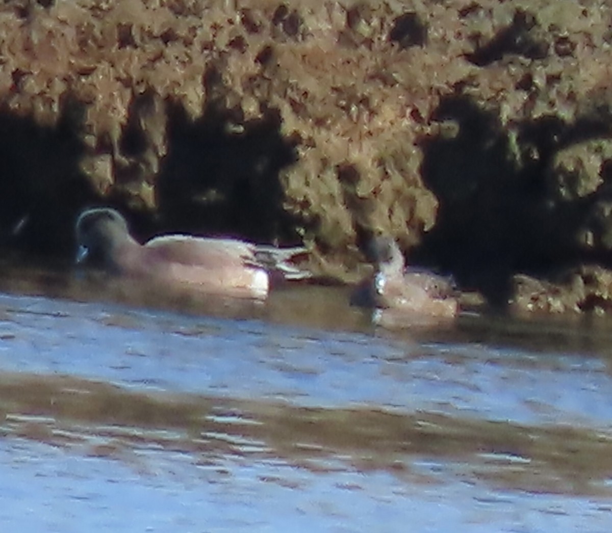 American Wigeon - ML615105841