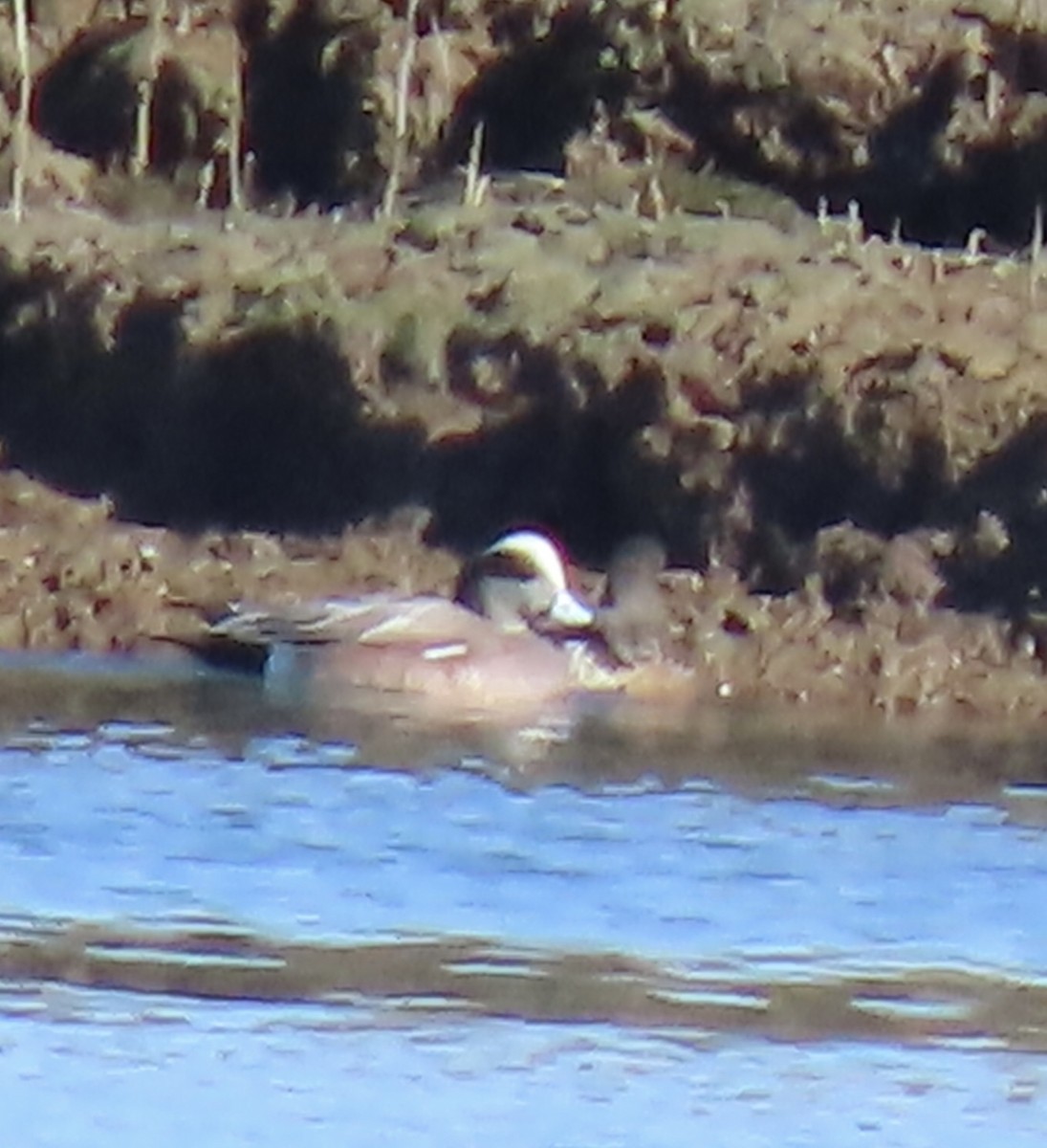 American Wigeon - ML615105842