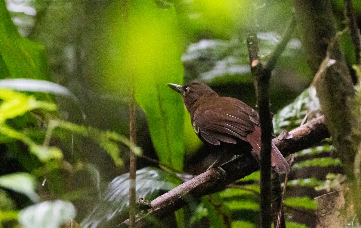 Ruddy Foliage-gleaner (Dusky) - ML615105857