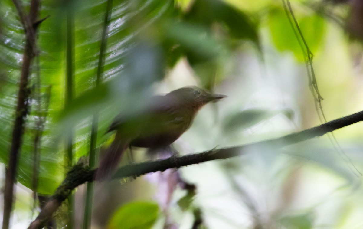 Ruddy Foliage-gleaner (Dusky) - ML615105861