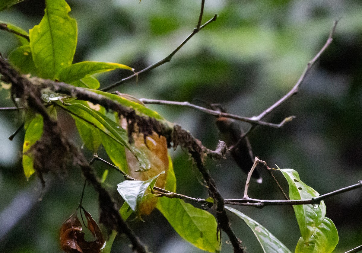Бородатый колибри-отшельник - ML615105872