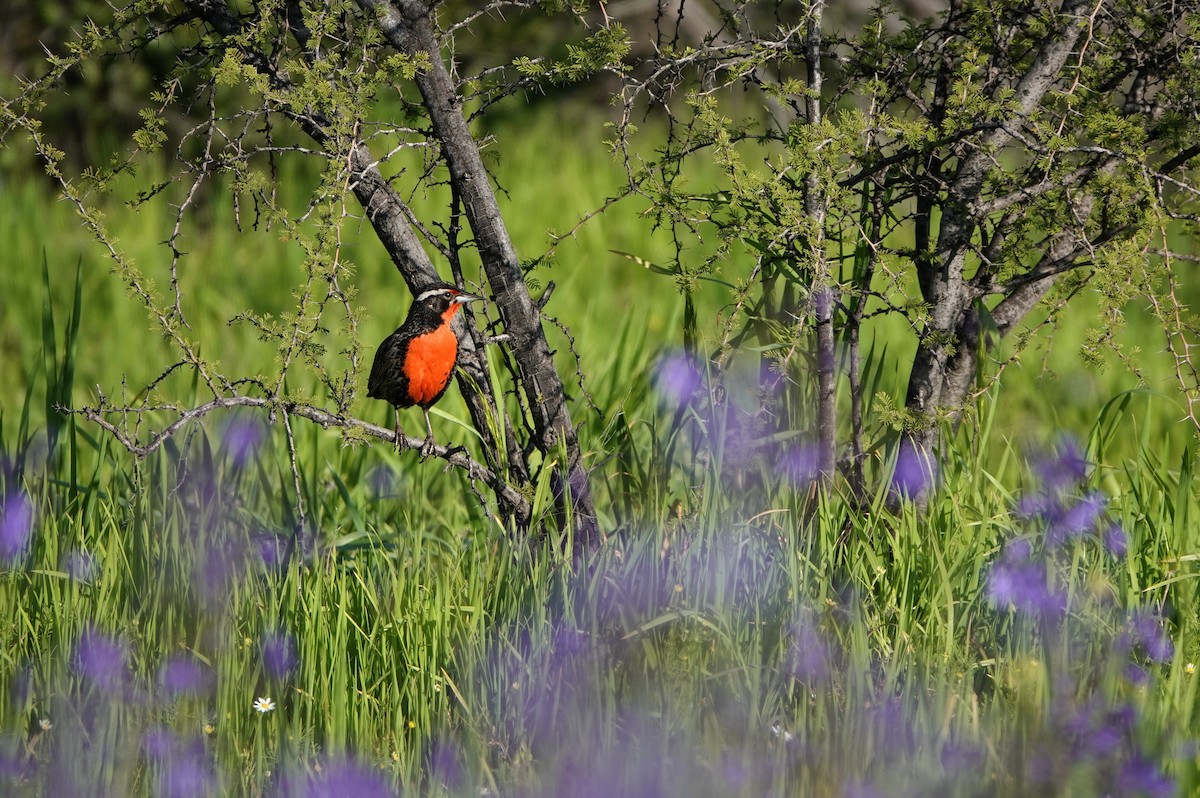 Long-tailed Meadowlark - ML615105883