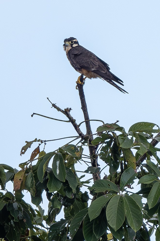 Aplomado Falcon - ML615105891