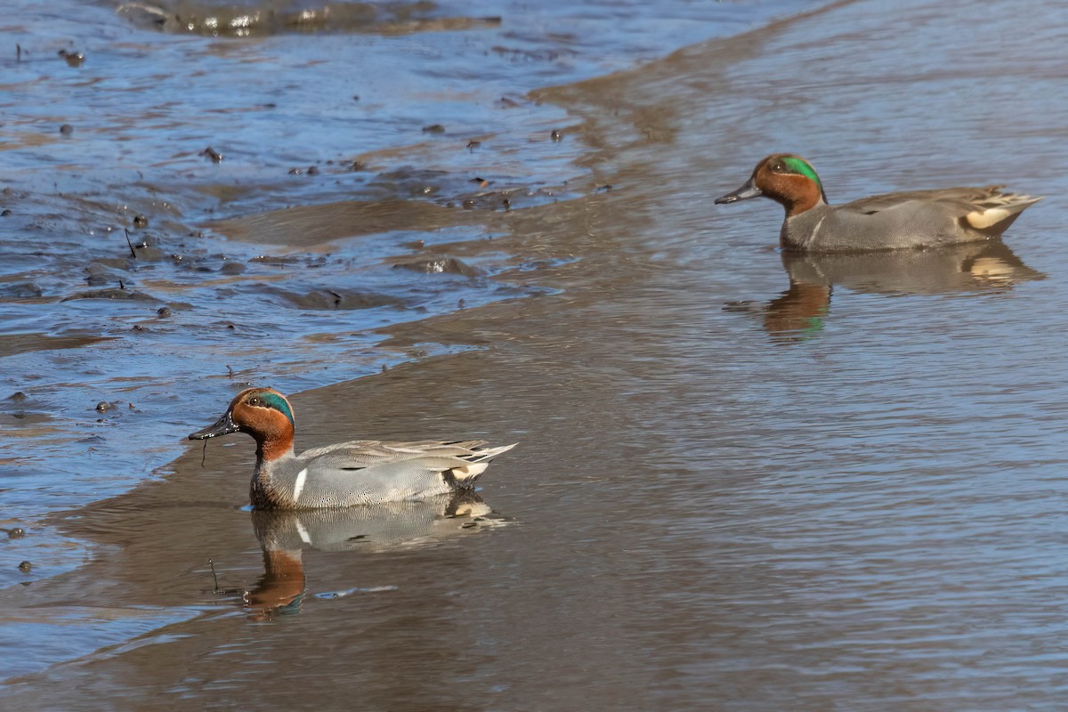 Green-winged Teal - ML615105892