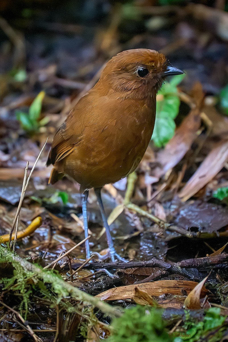 Chami Antpitta - ML615105910