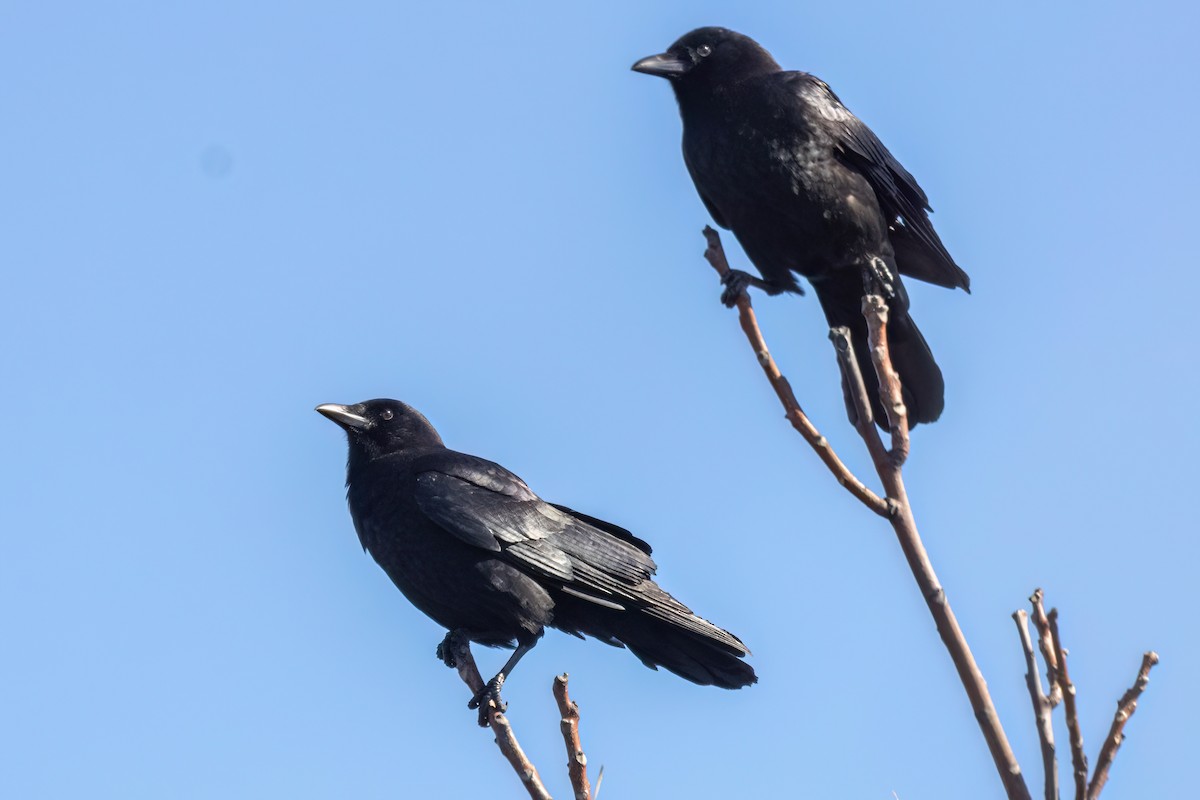 American Crow - ML615105913