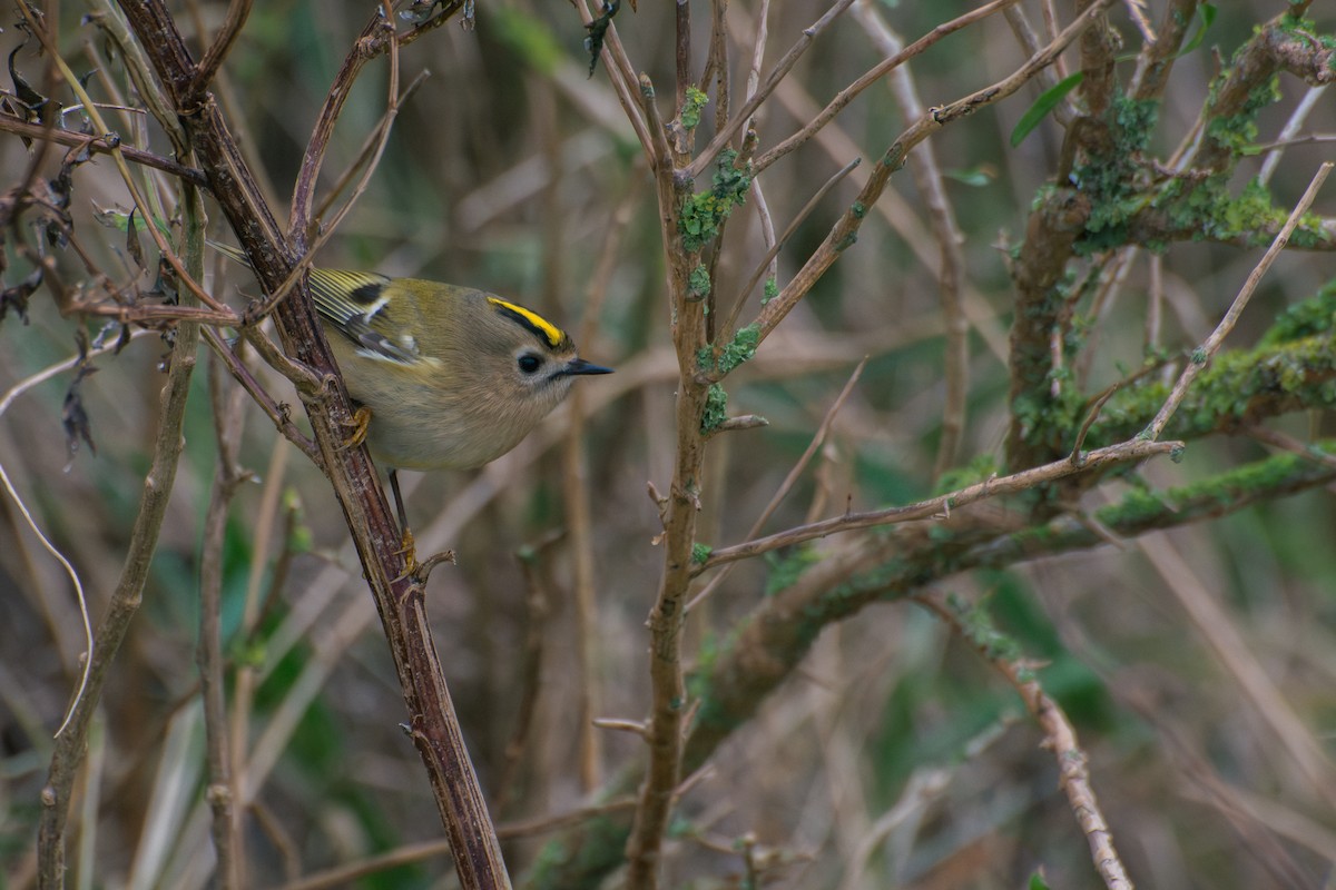 Goldcrest - ML615105918