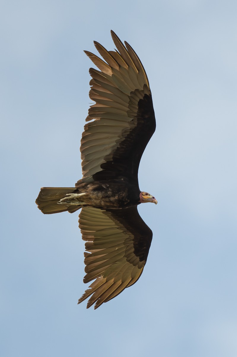 Lesser Yellow-headed Vulture - ML615105920