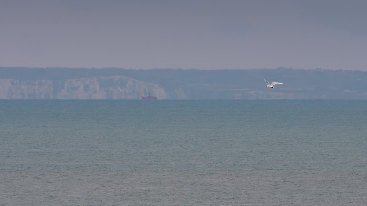 Mouette mélanocéphale - ML615105922