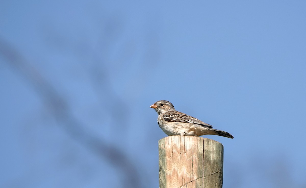 Mourning Sierra Finch - ML615105929