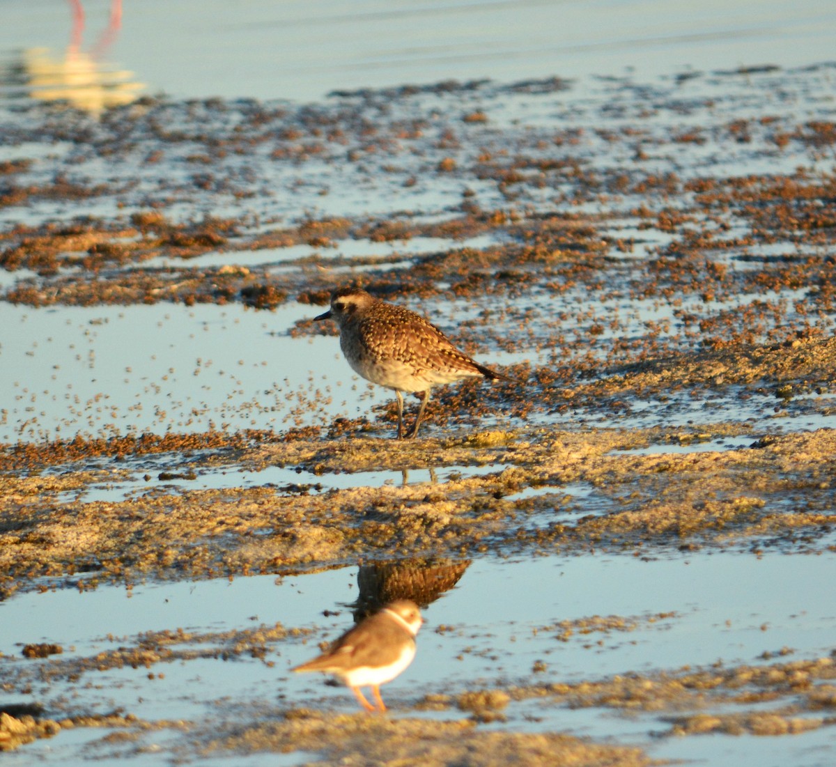 American Golden-Plover - ML615105930