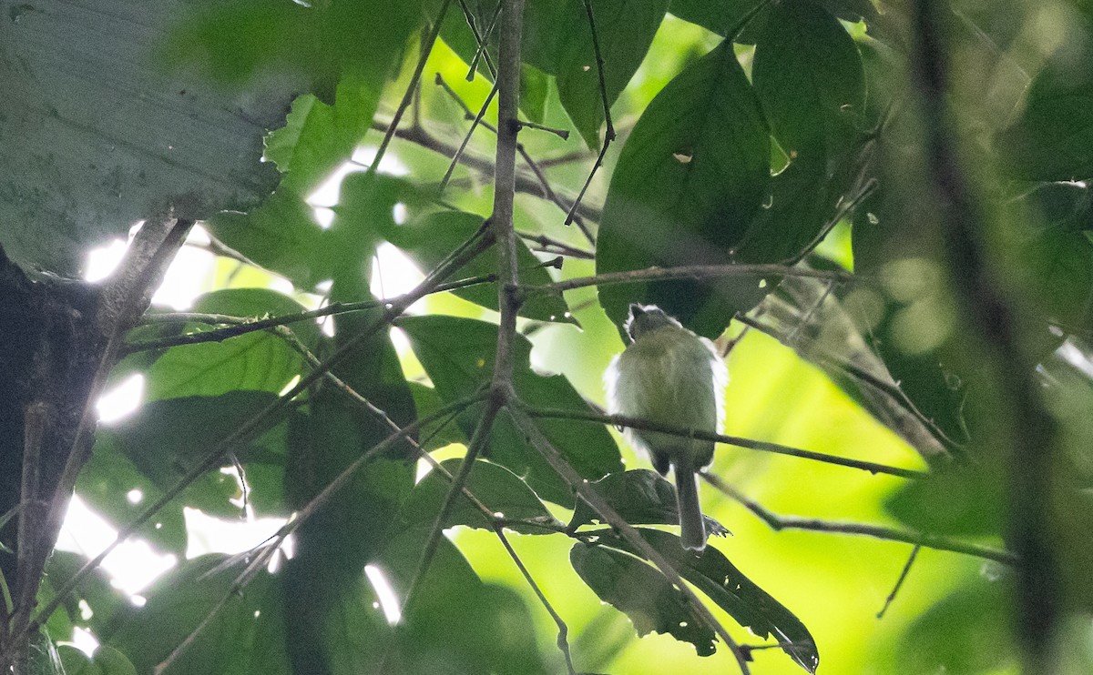 White-eyed Tody-Tyrant - ML615105933