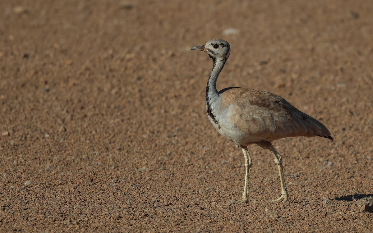 Sisón de Damaraland - ML615105959