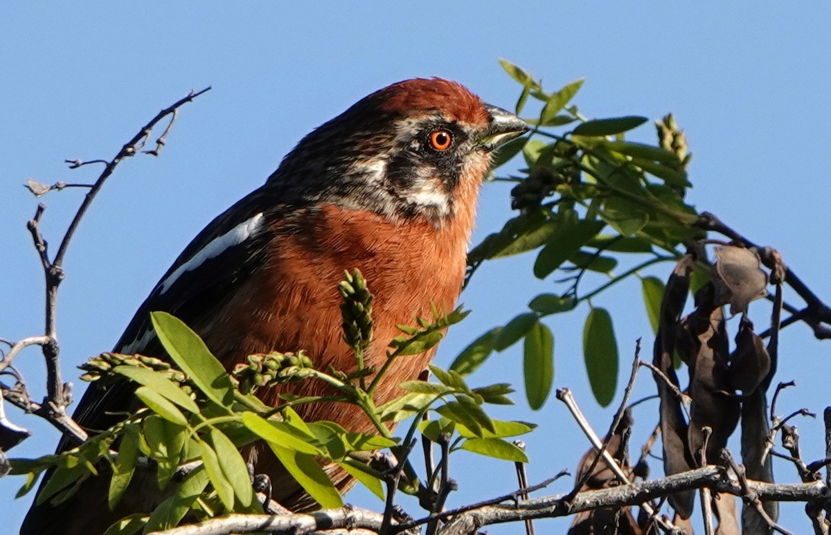 Rufous-tailed Plantcutter - ML615105960