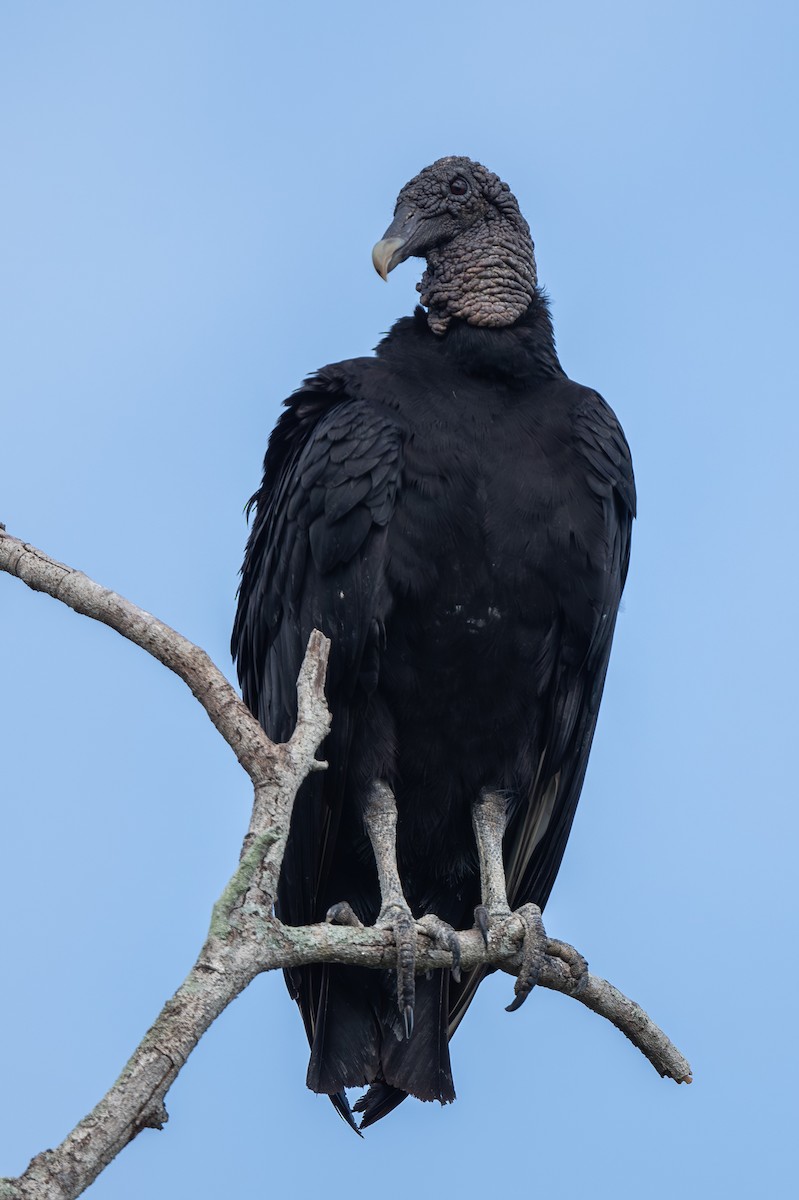 Black Vulture - ML615105975