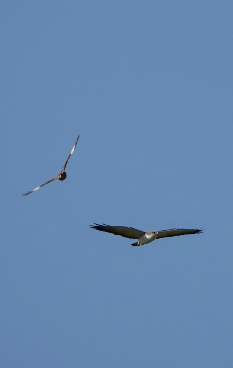 káně proměnlivá (ssp. polyosoma) - ML615106016